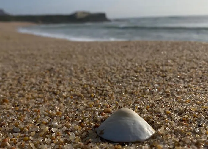 Seashell Consolacao *